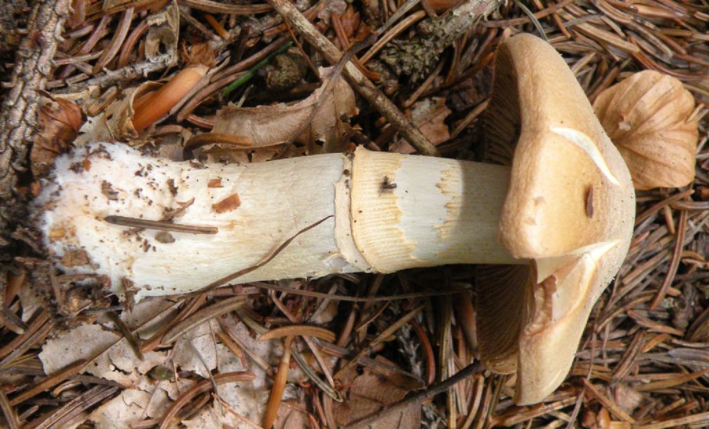 Cortinarius cfr caperatus?